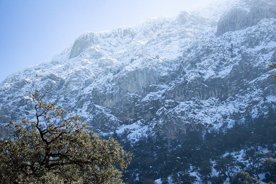 Montagne enneigée à Chréa près de Blida en Algérie